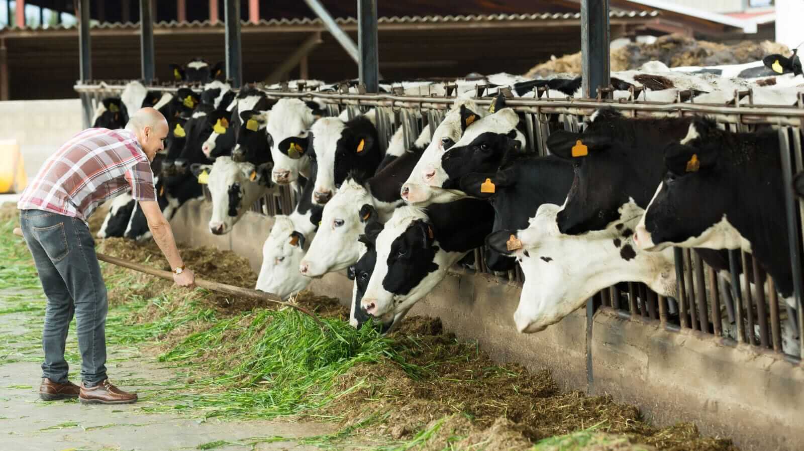Cattle Weakness Resumes on Thursday