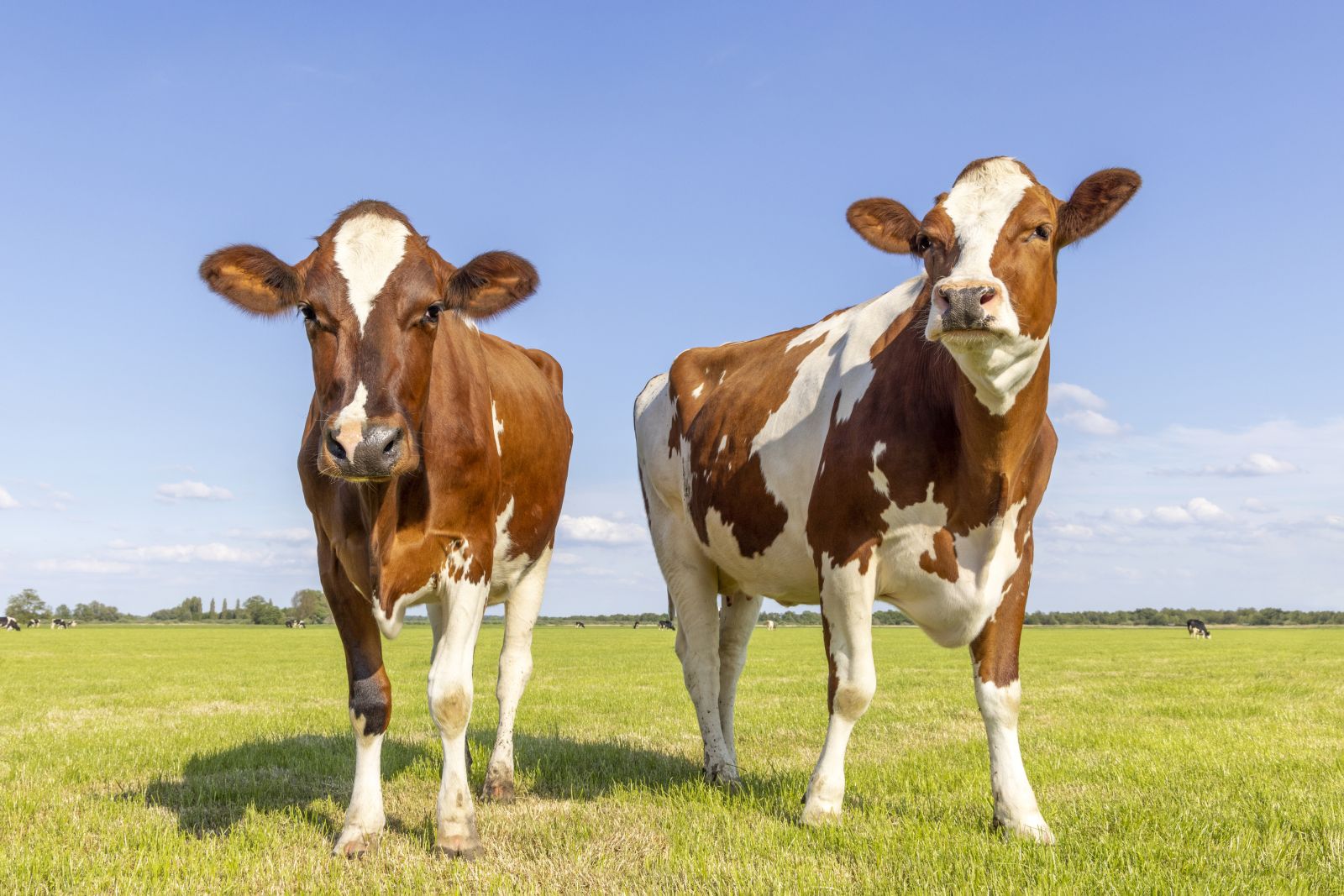 Cattle Closes Mixed on Monday