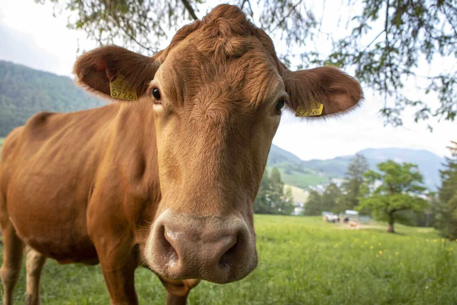 Cattle Post Weakness on Thursday