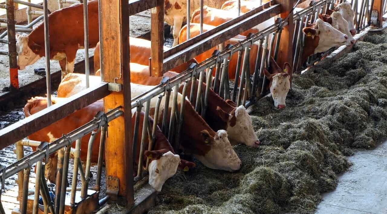 Cattle Posts Mixed Monday Trade, as Beef Falls