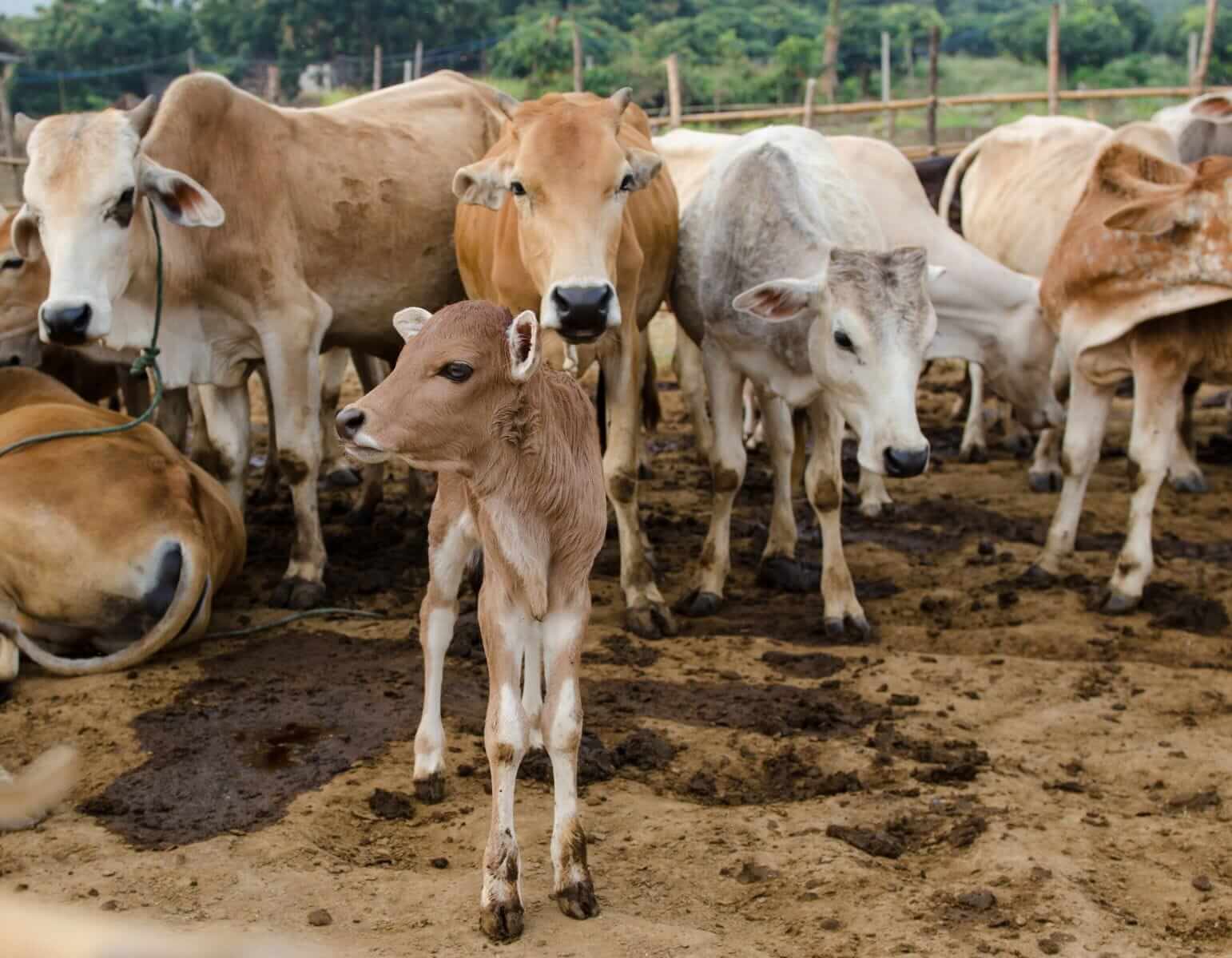 Cattle Push Lower on Tuesday