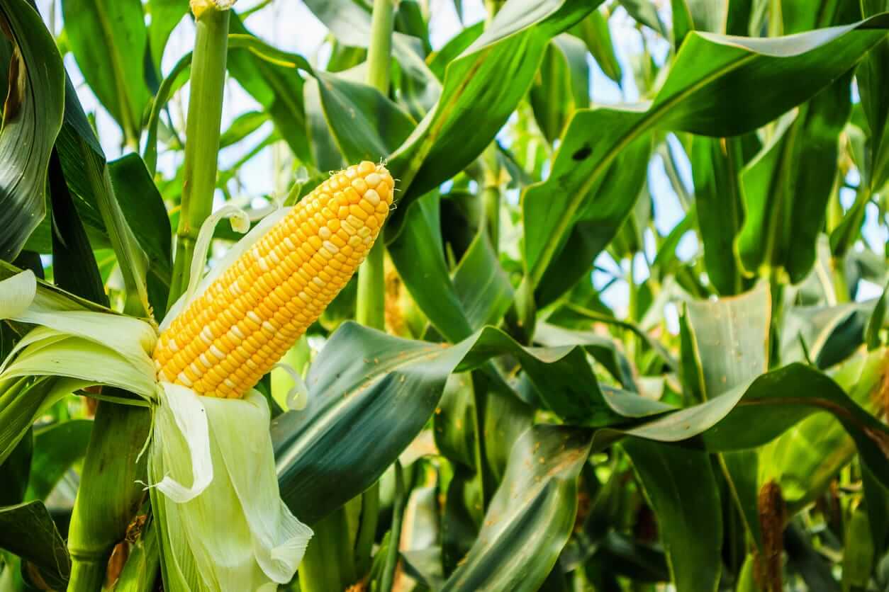 Corn Corrects Lower on Wednesday