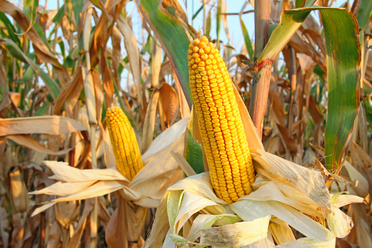 Corn Extend Gains to Tuesday