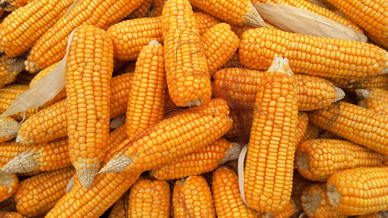 Corn Extending Pullback to Thursday Morning