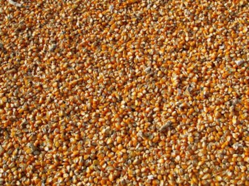 Corn Starting Wednesday with Gains