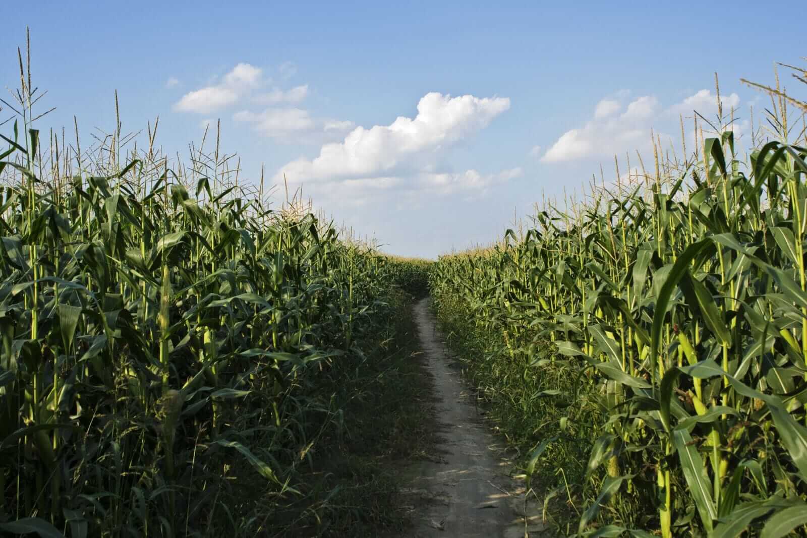 Corn Holding Higher at Monday’s Midday