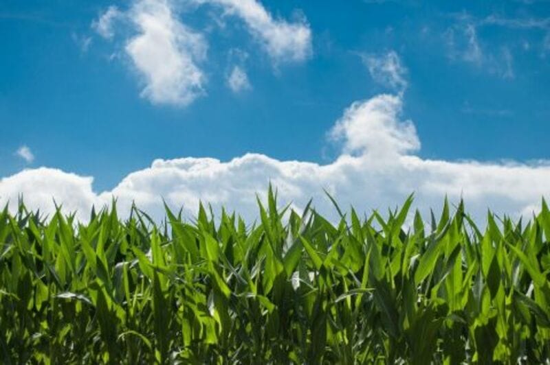 Corn Rallies on Monday | Nasdaq