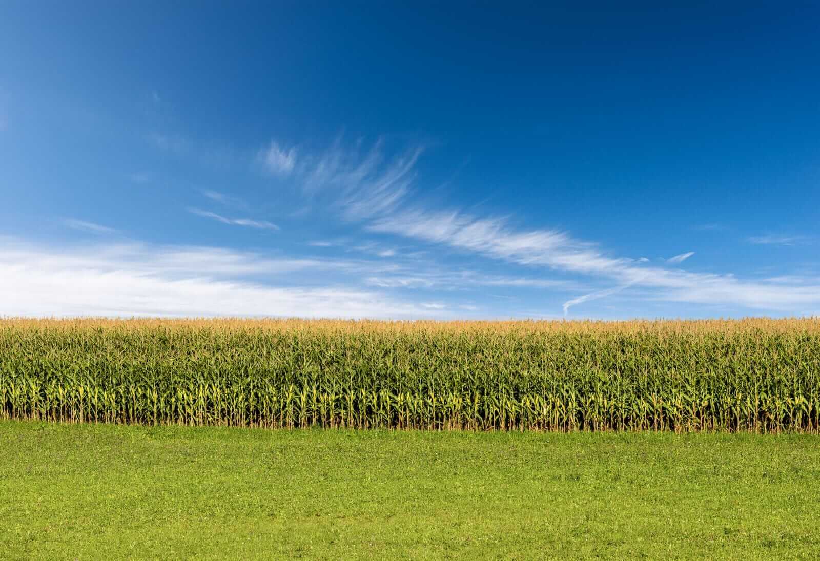 Corn Rallies on Wednesday, with Spillover Support