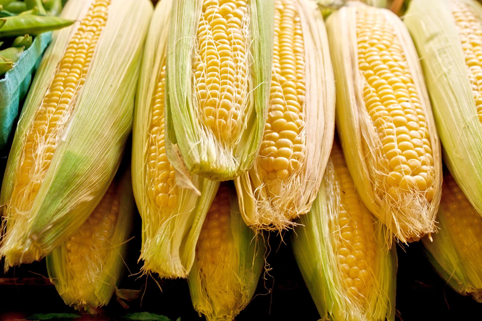 Corn Showing Steady Action on Wednesday