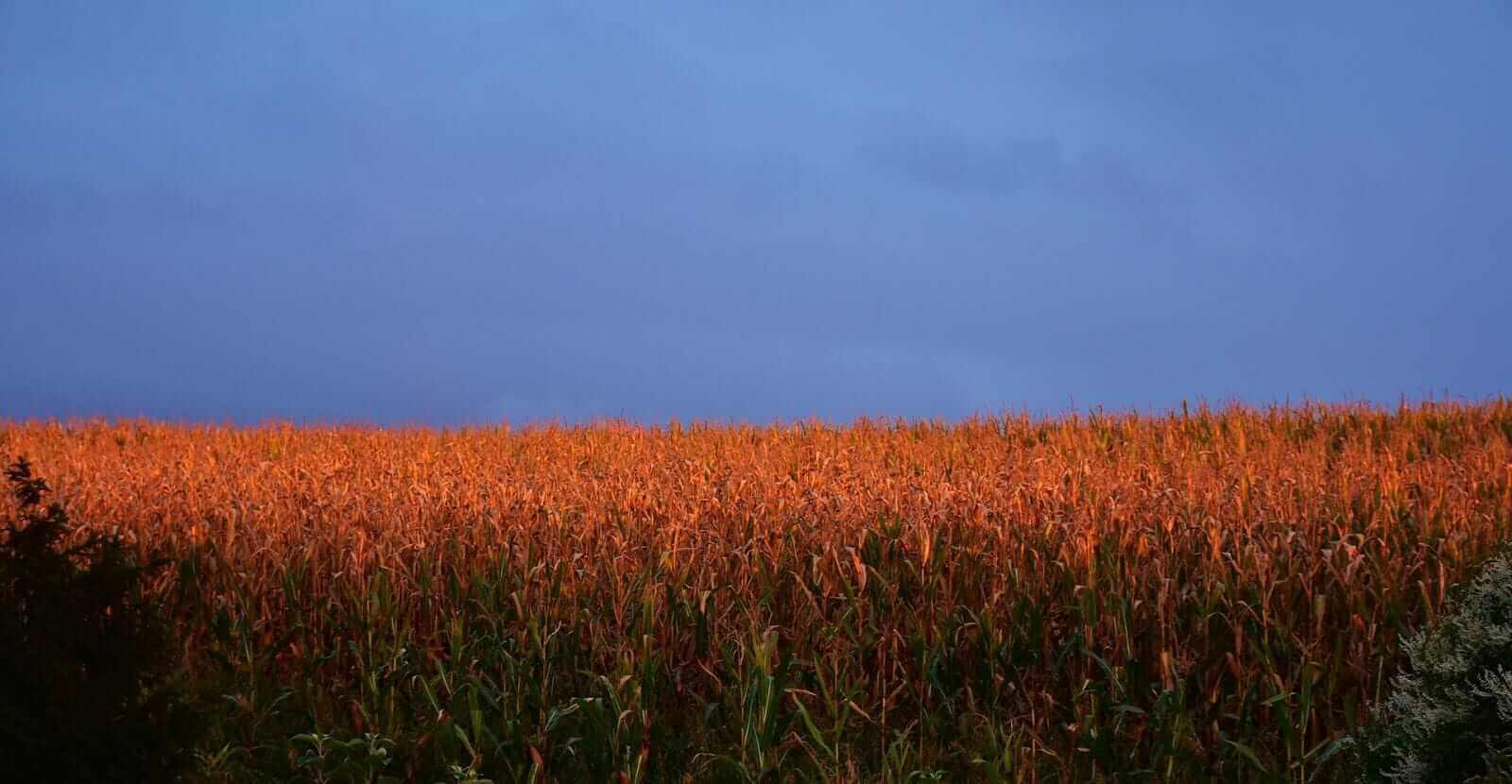 Corn Slipping Lower on Tuesday Morning, as Crop Ratings Improve