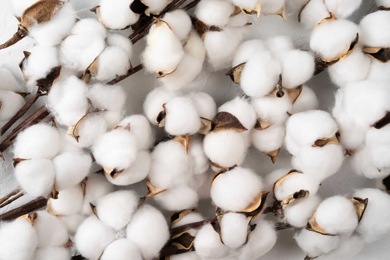 Cotton Rally Pushes Prices Higher on Wednesday