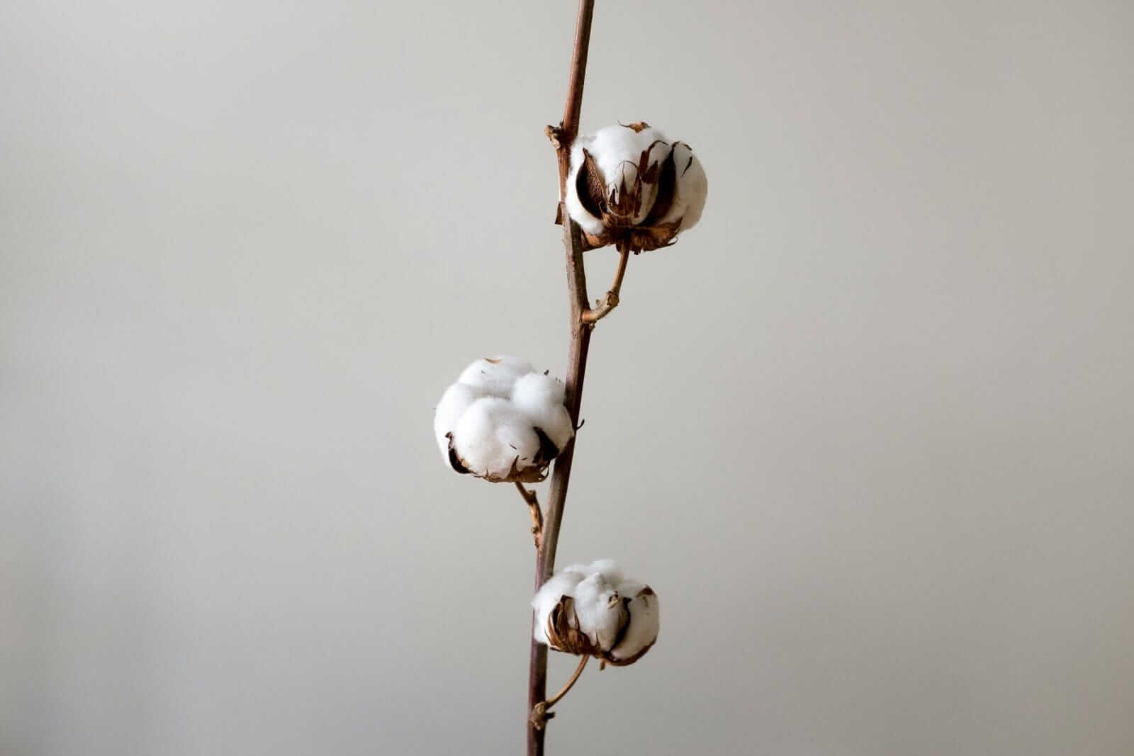 Cotton Facing Early Tuesday Weakness