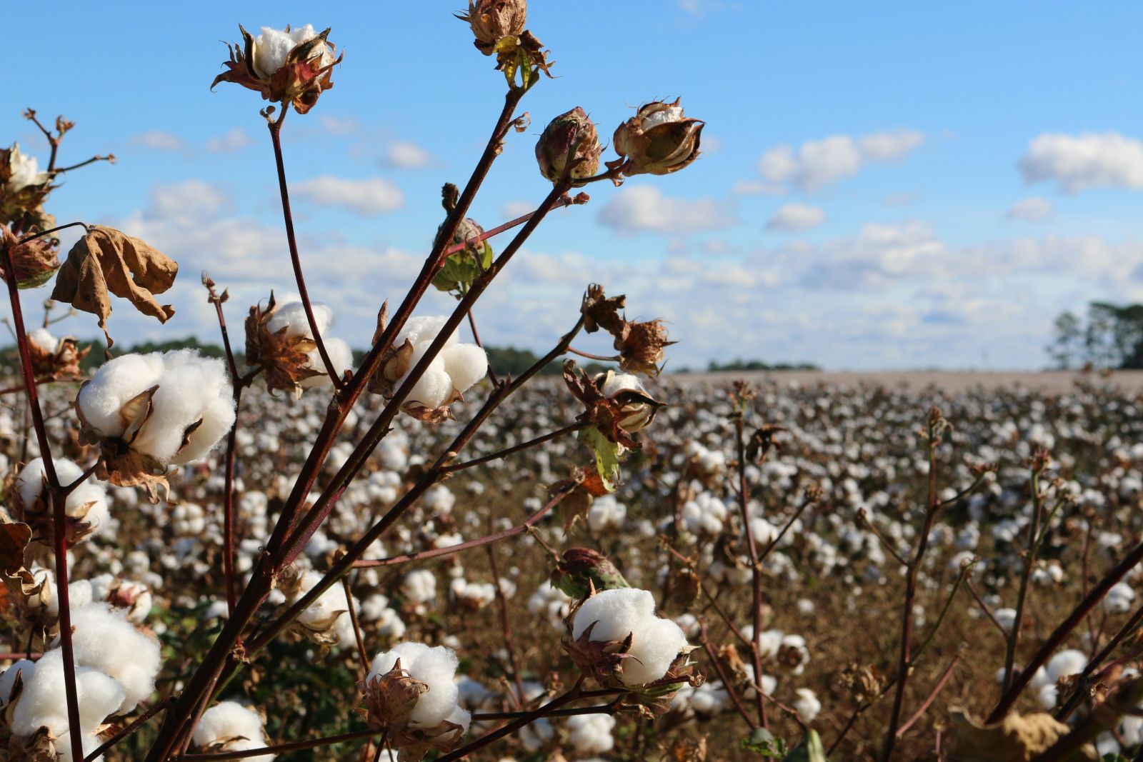Cotton Falling Lower on Thursday