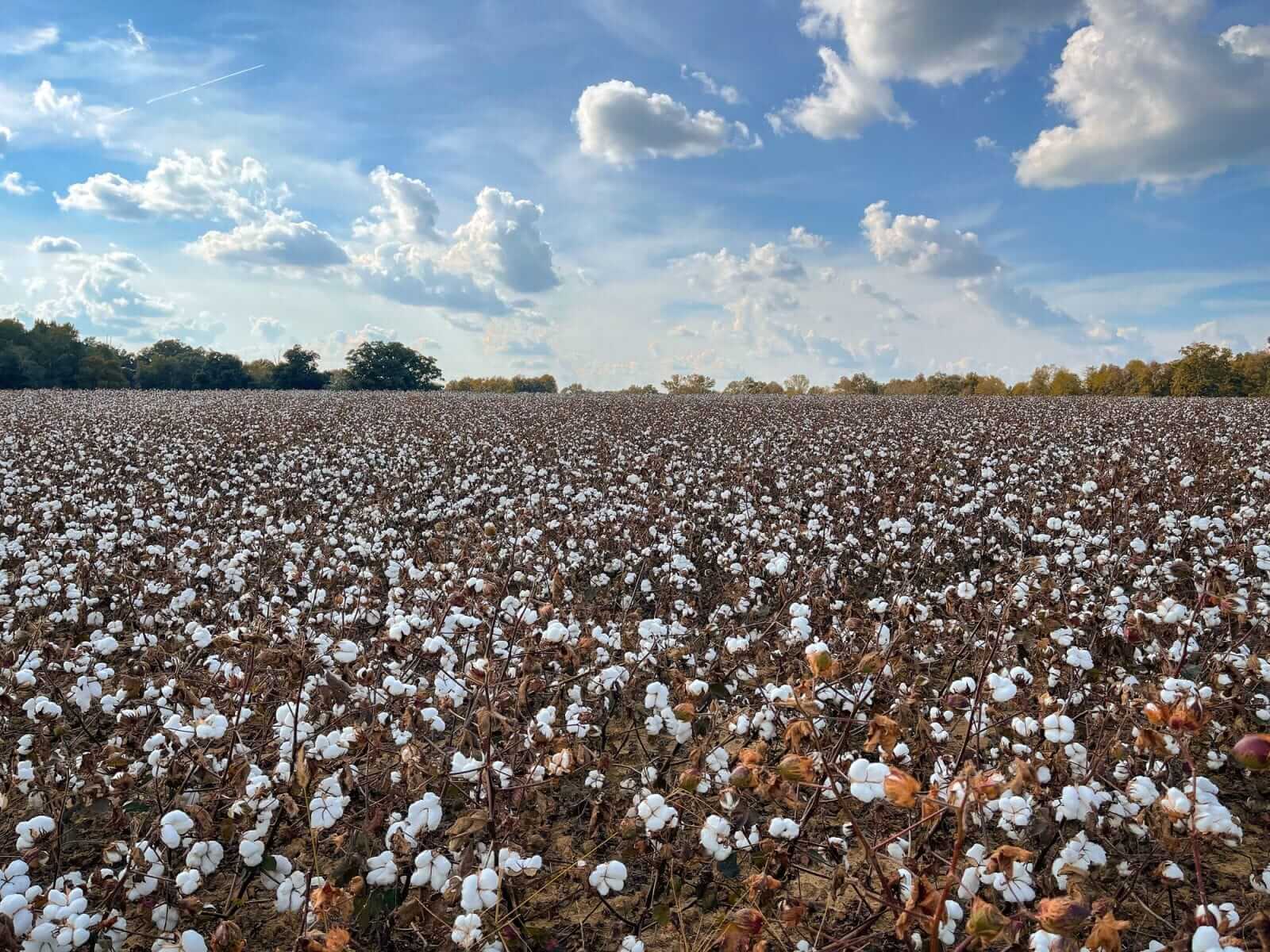 Cotton Posting Friday Midday Gains