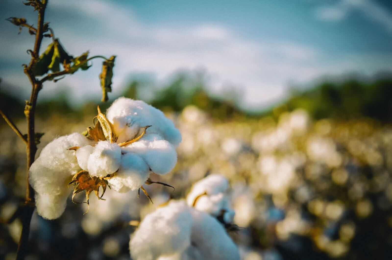 Cotton Closes Mixed on Monday