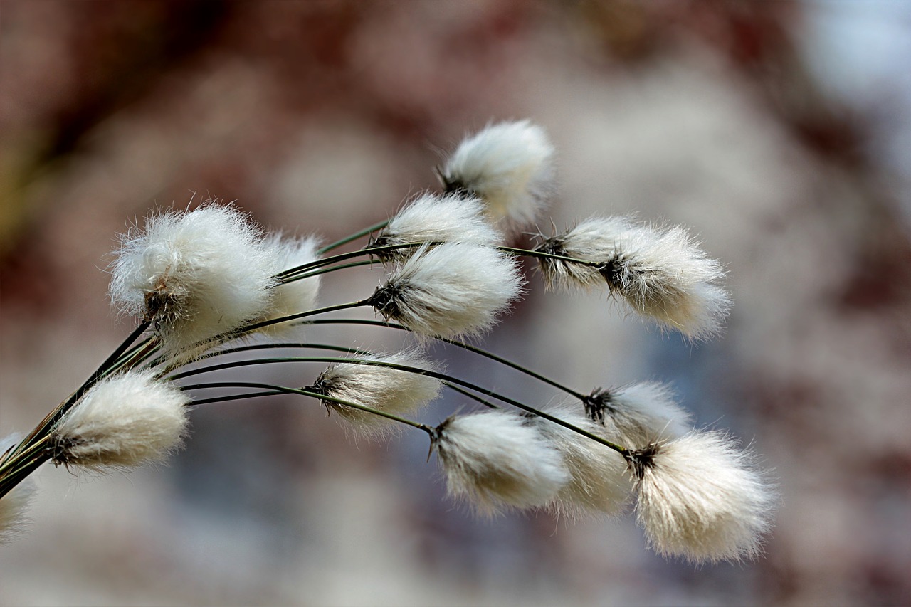 Cotton Rallying Early on Monday