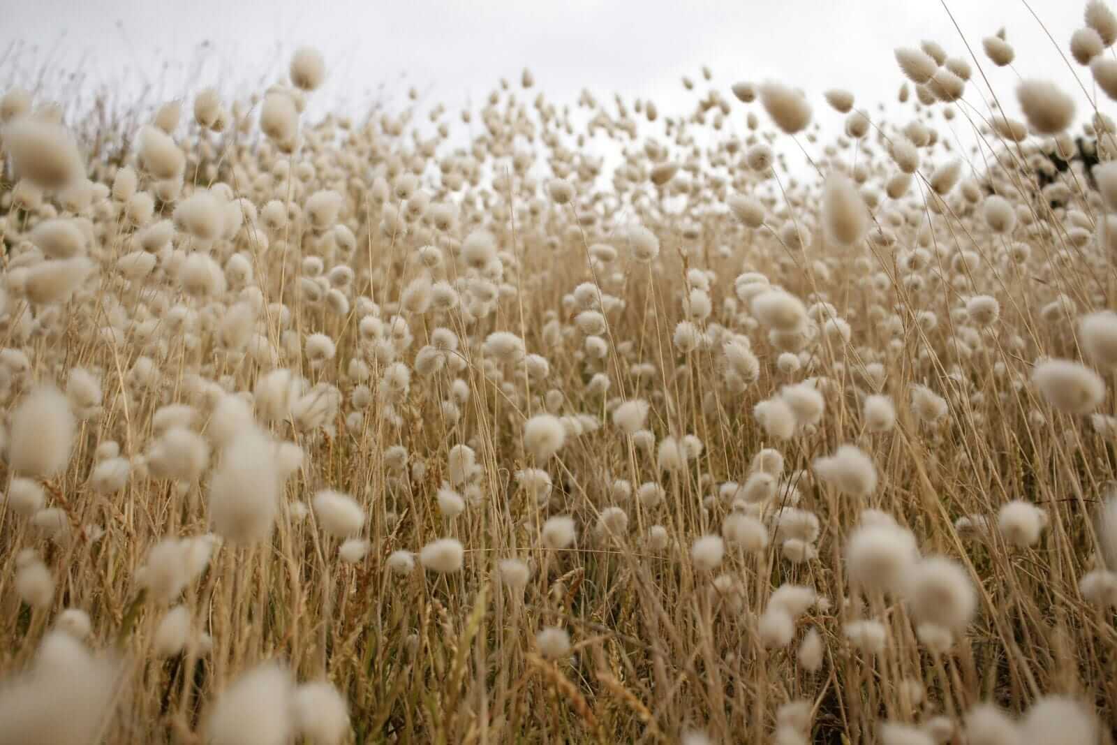 Cotton Slipping Back on Wednesday Morning