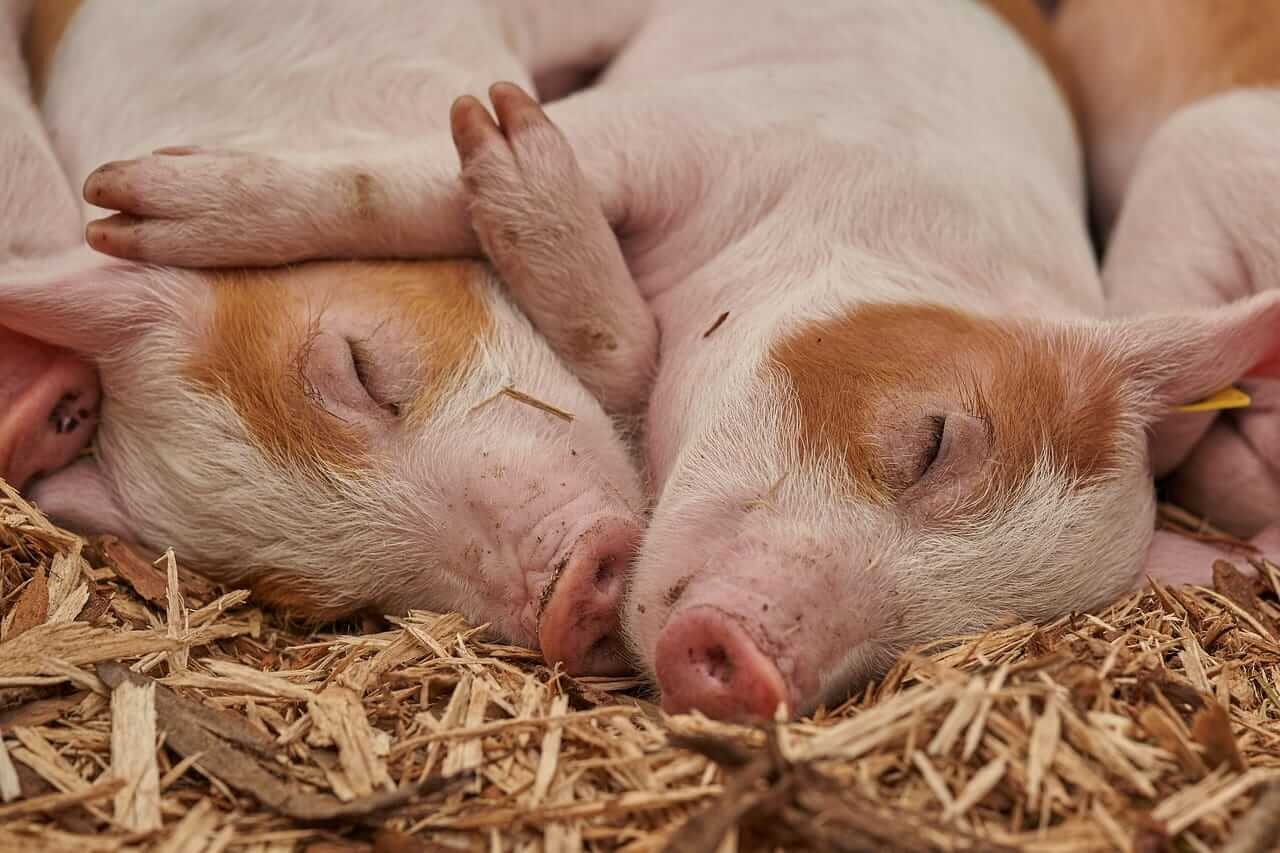 Hogs Close with Mixed Trade on Thursday