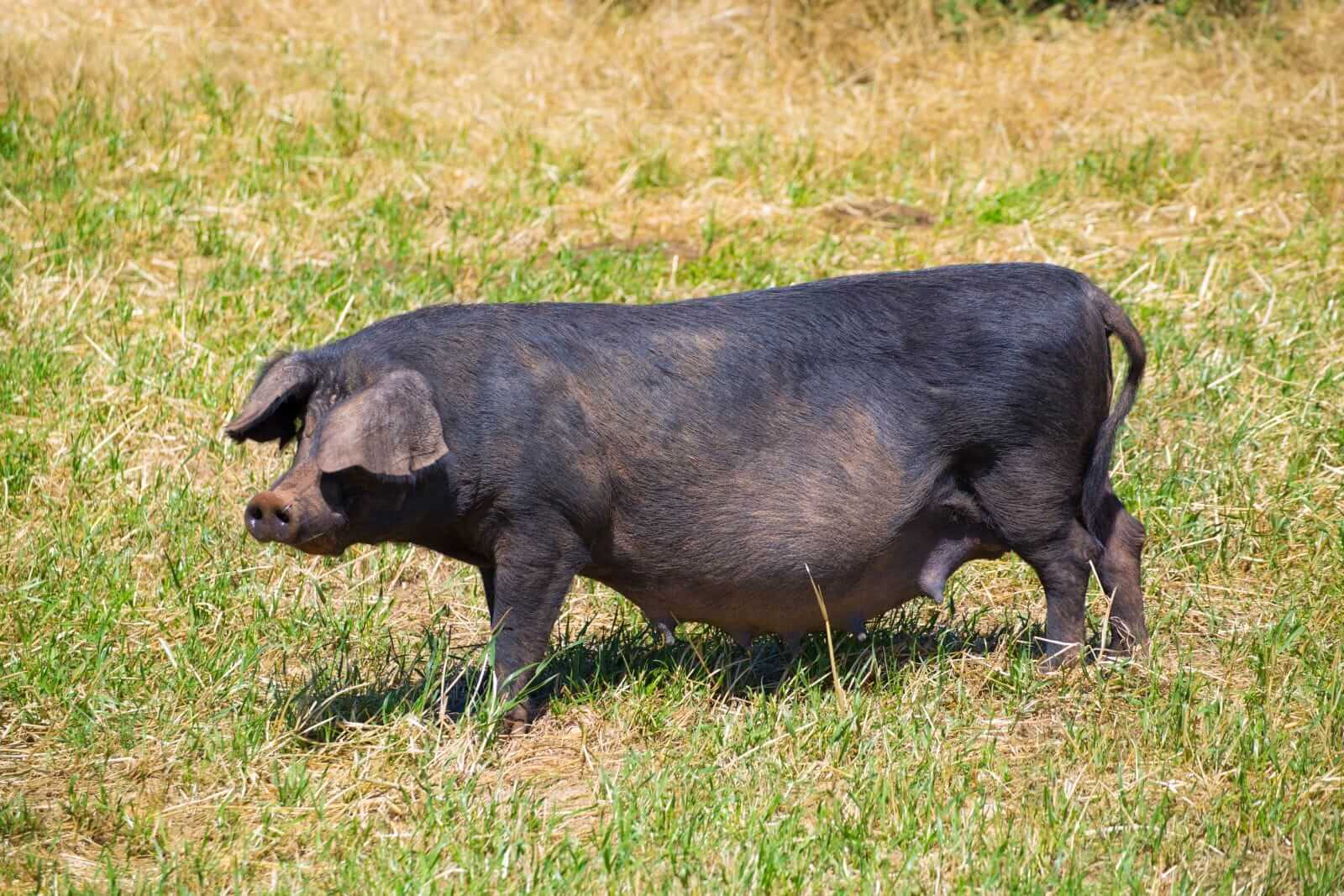 Hogs Look to Close Out the Week