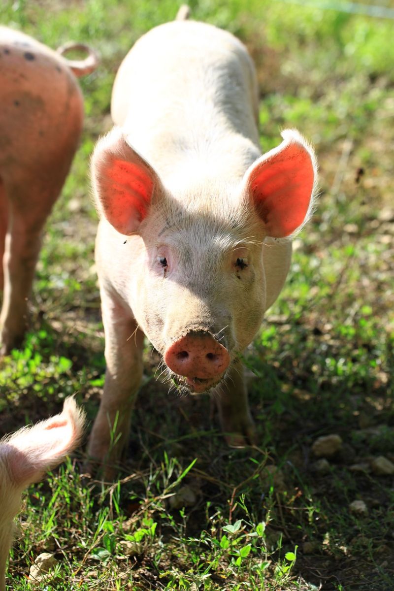 Hogs Rally on Wednesday | Nasdaq