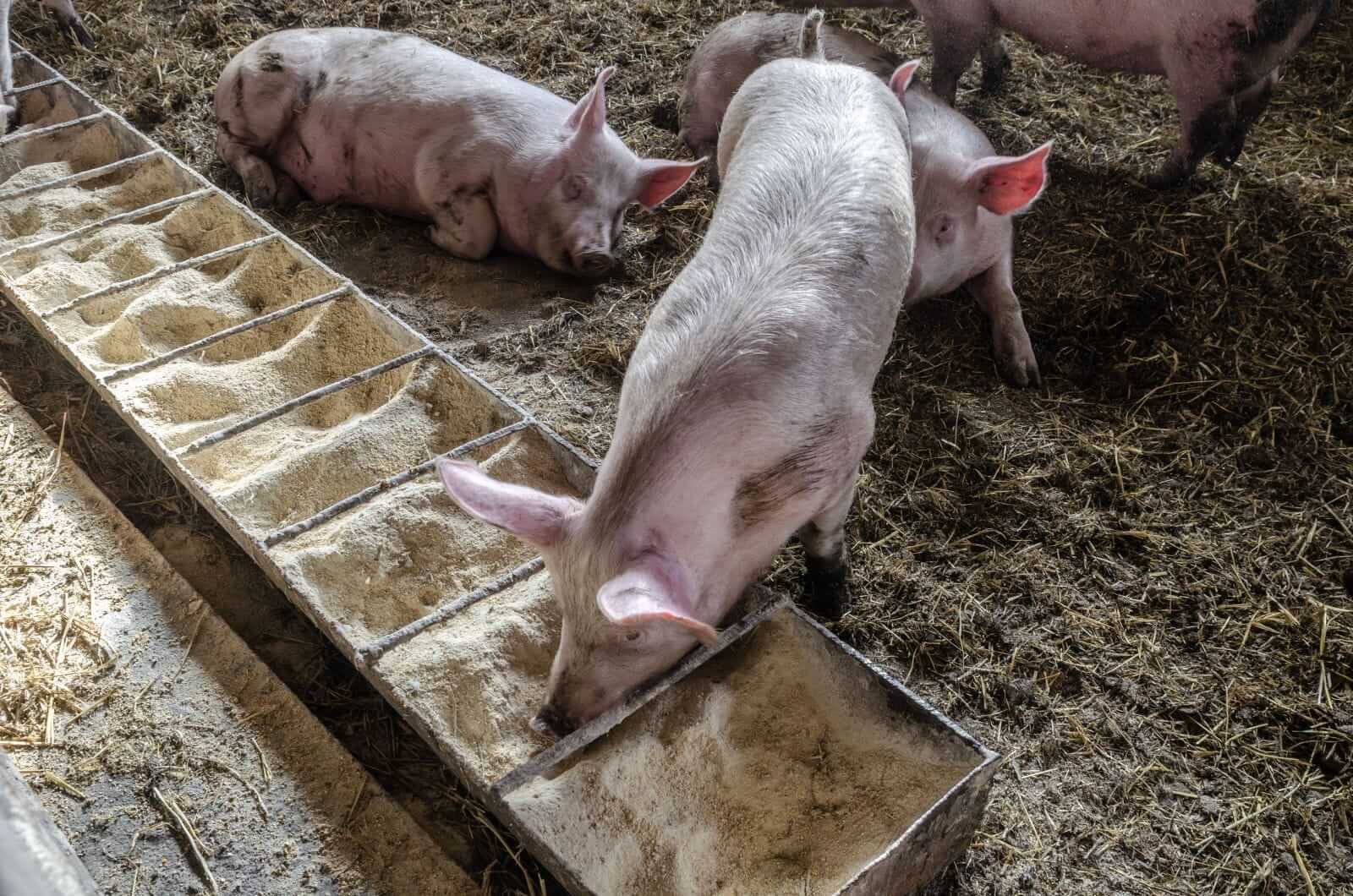 Hogs See Mixed Trade on Tuesday Despite Pork Strength