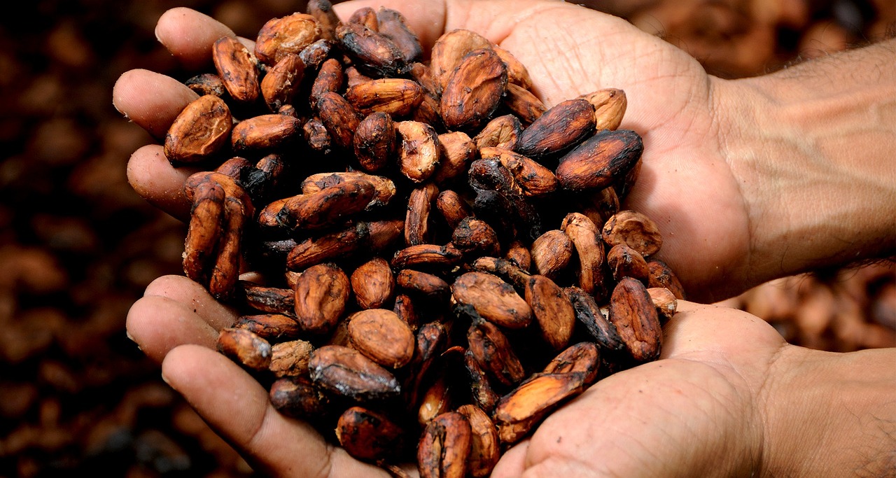 Robust Ivory Coast Cocoa Supplies Weigh on Prices