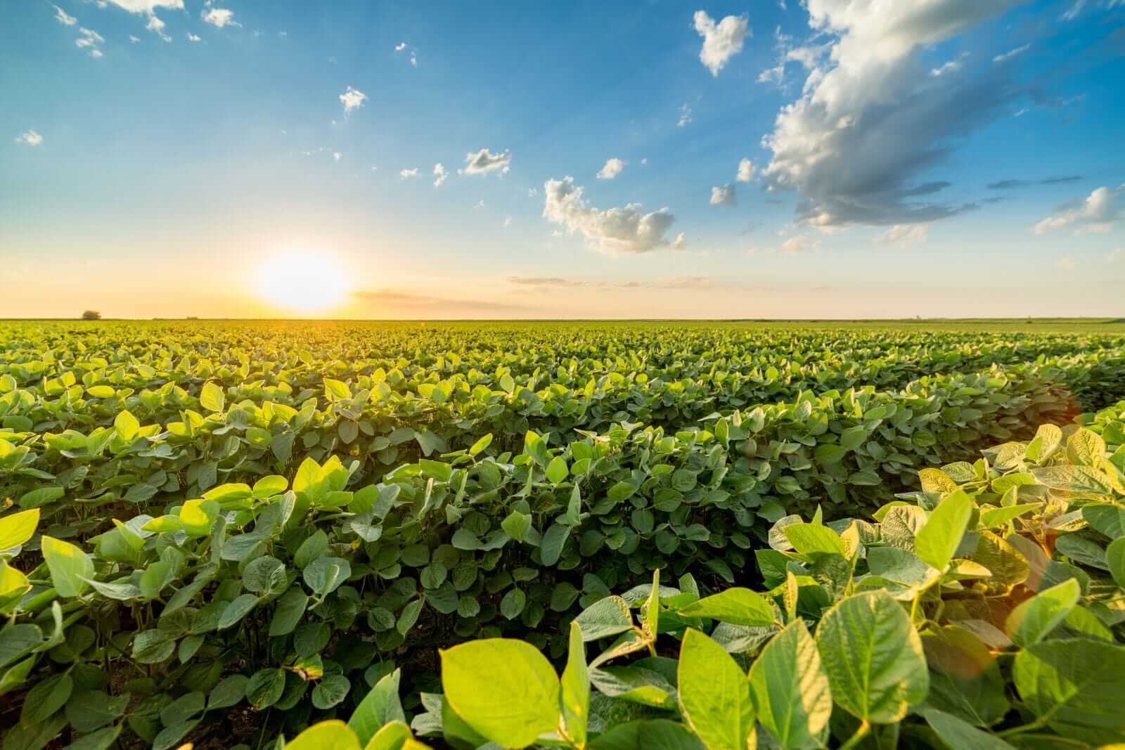 Soybeans Rallying 40+ Cents on Monday
