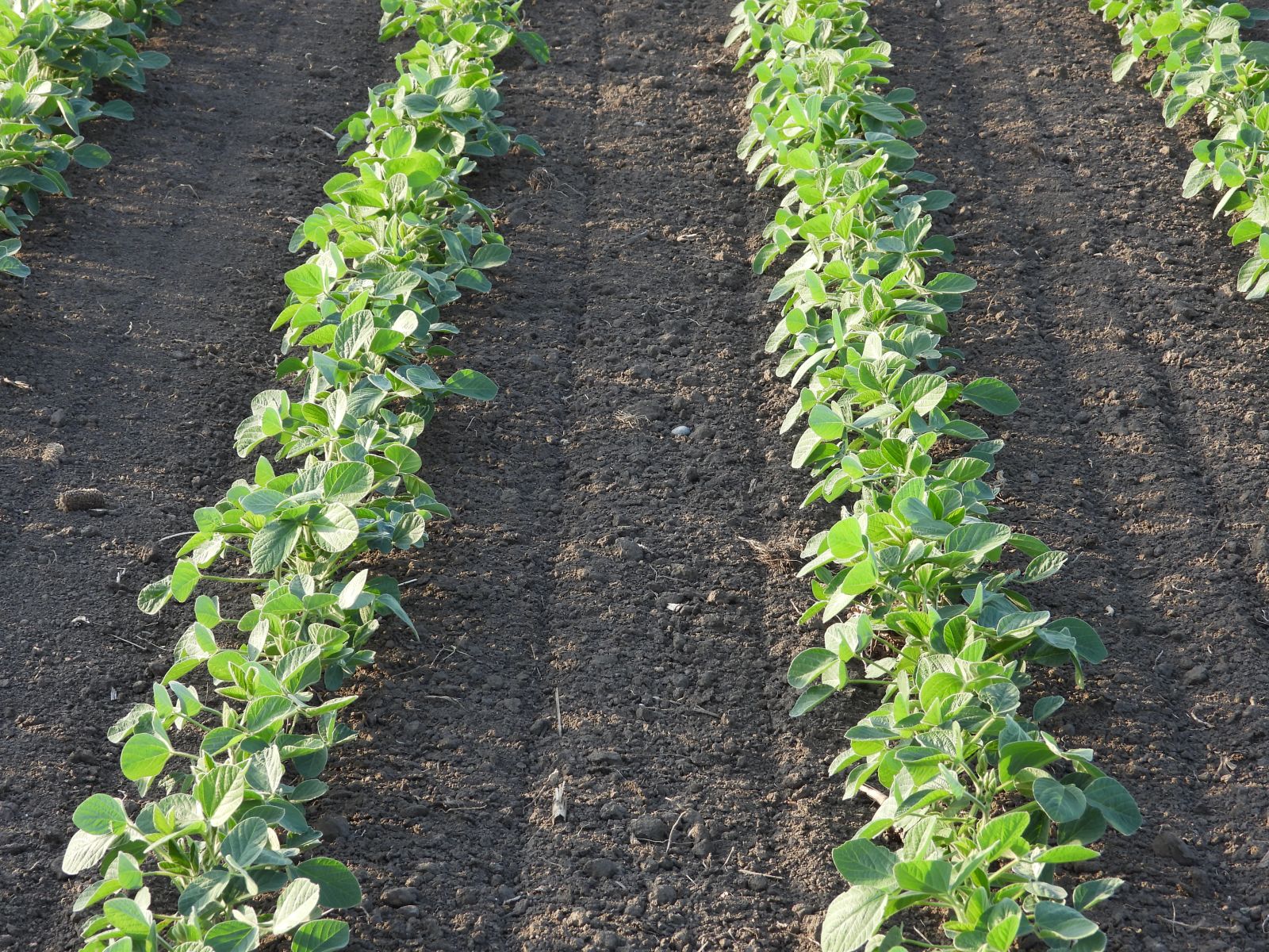 Soybeans Showing Mixed Midday Trade on Tuesday