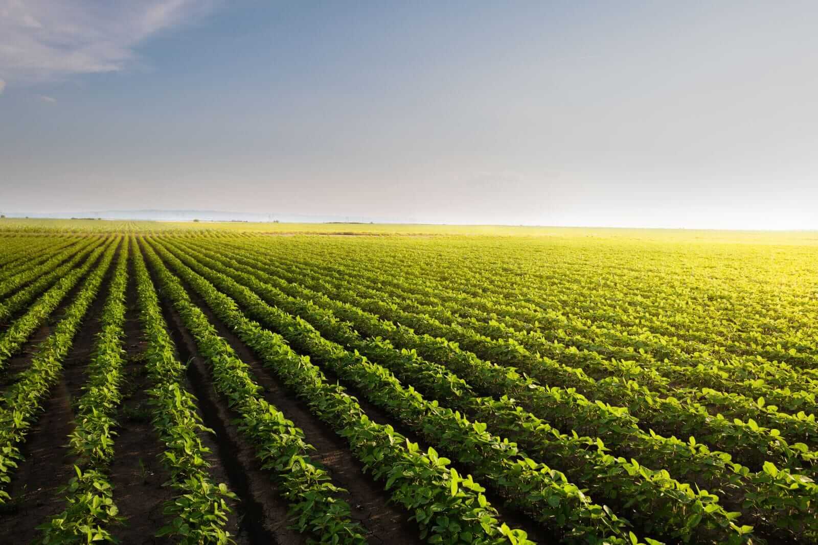 Soybeans Close with Strength, as Crush Data Exceeds Estimates