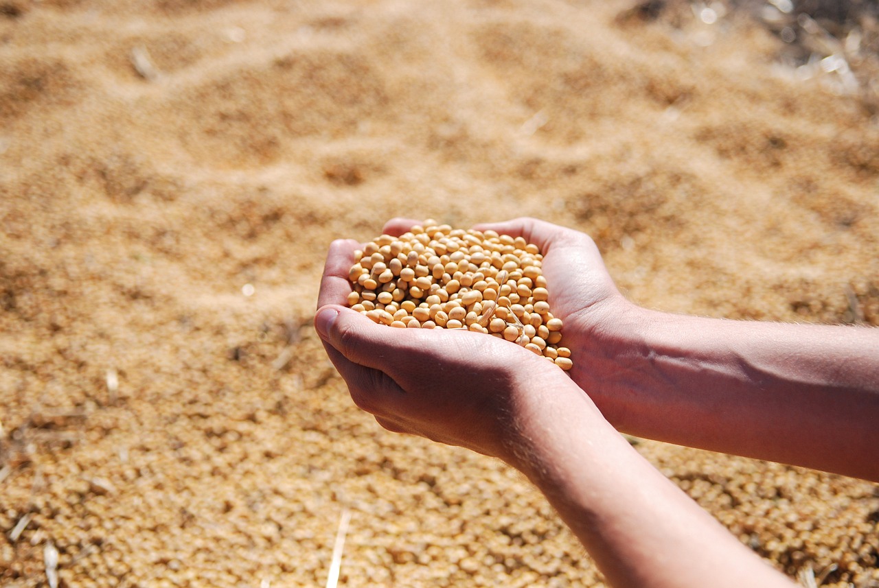 Soybeans Square Up Heading into the Holiday Weekend