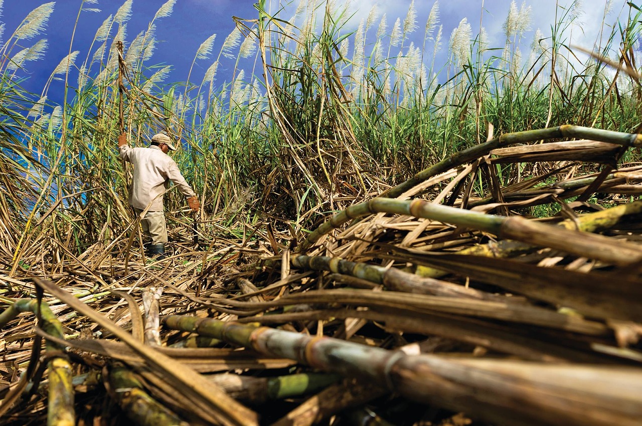 Sugar Prices Settle Higher on Higher Brazil Ethanol Blend
