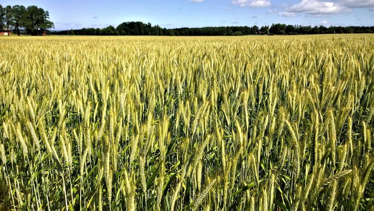 Wheat Joining the Grain Rally on Monday