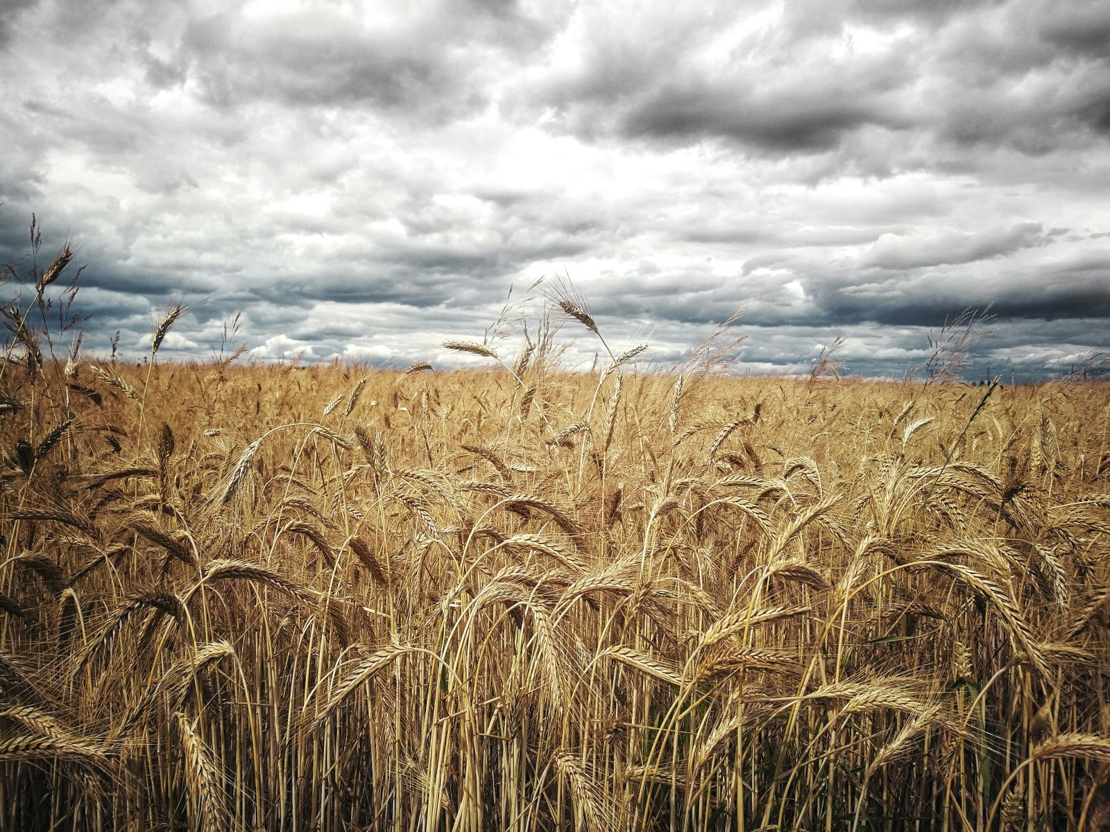 Wheat Leading the Grain Rally on Wednesday Morning Black Sea Escalation