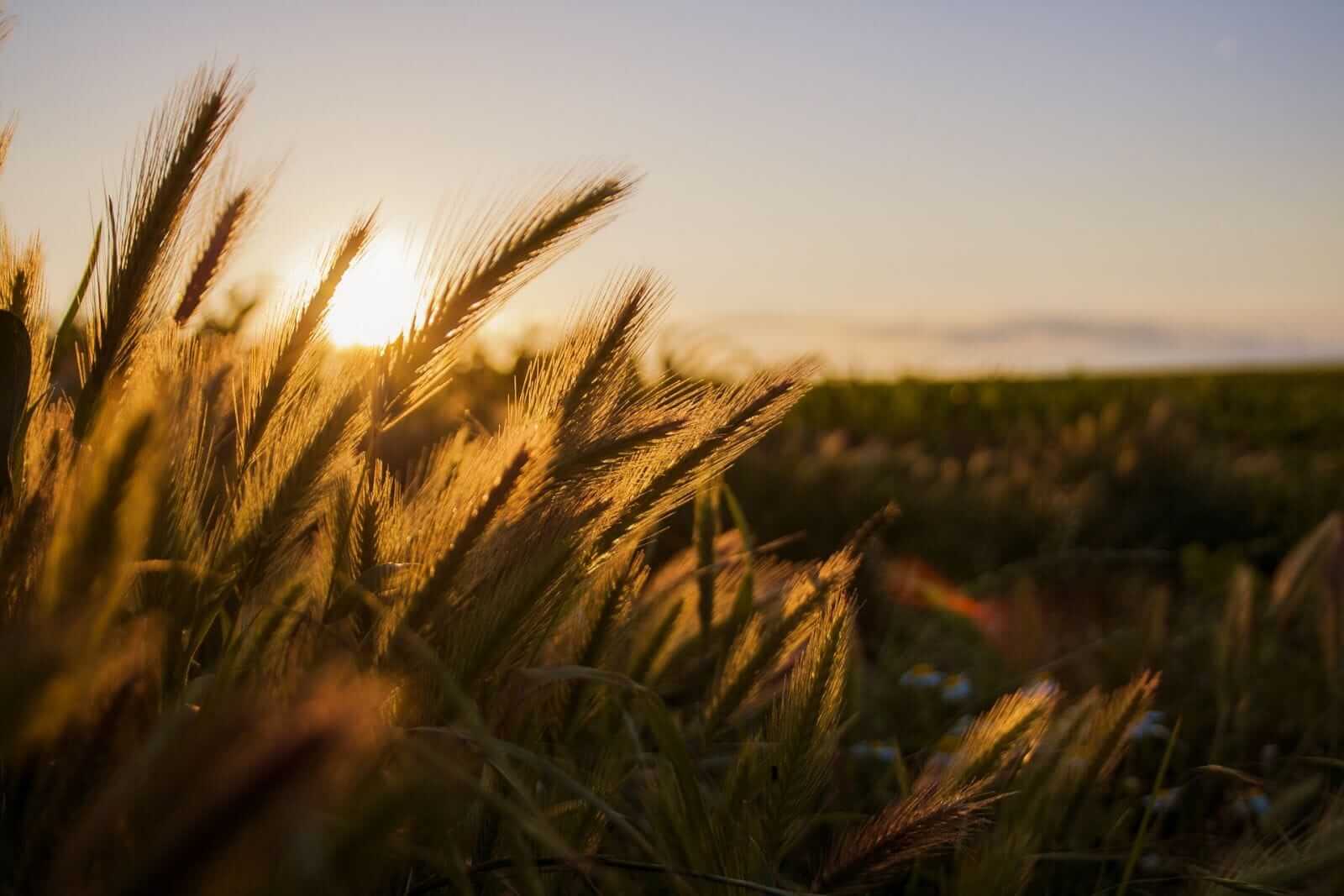 Wheat Posting Early Wednesday Strength