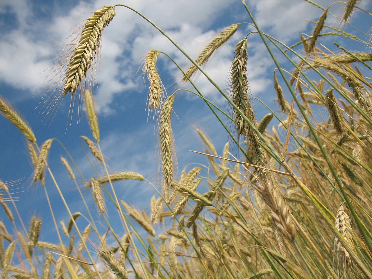 Wheat Posts Strength on Thursday