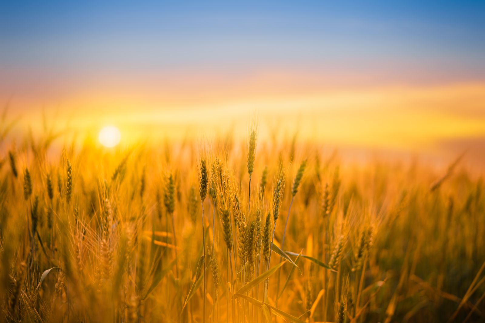 Wheat Showing Mixed Action Early on Tuesday