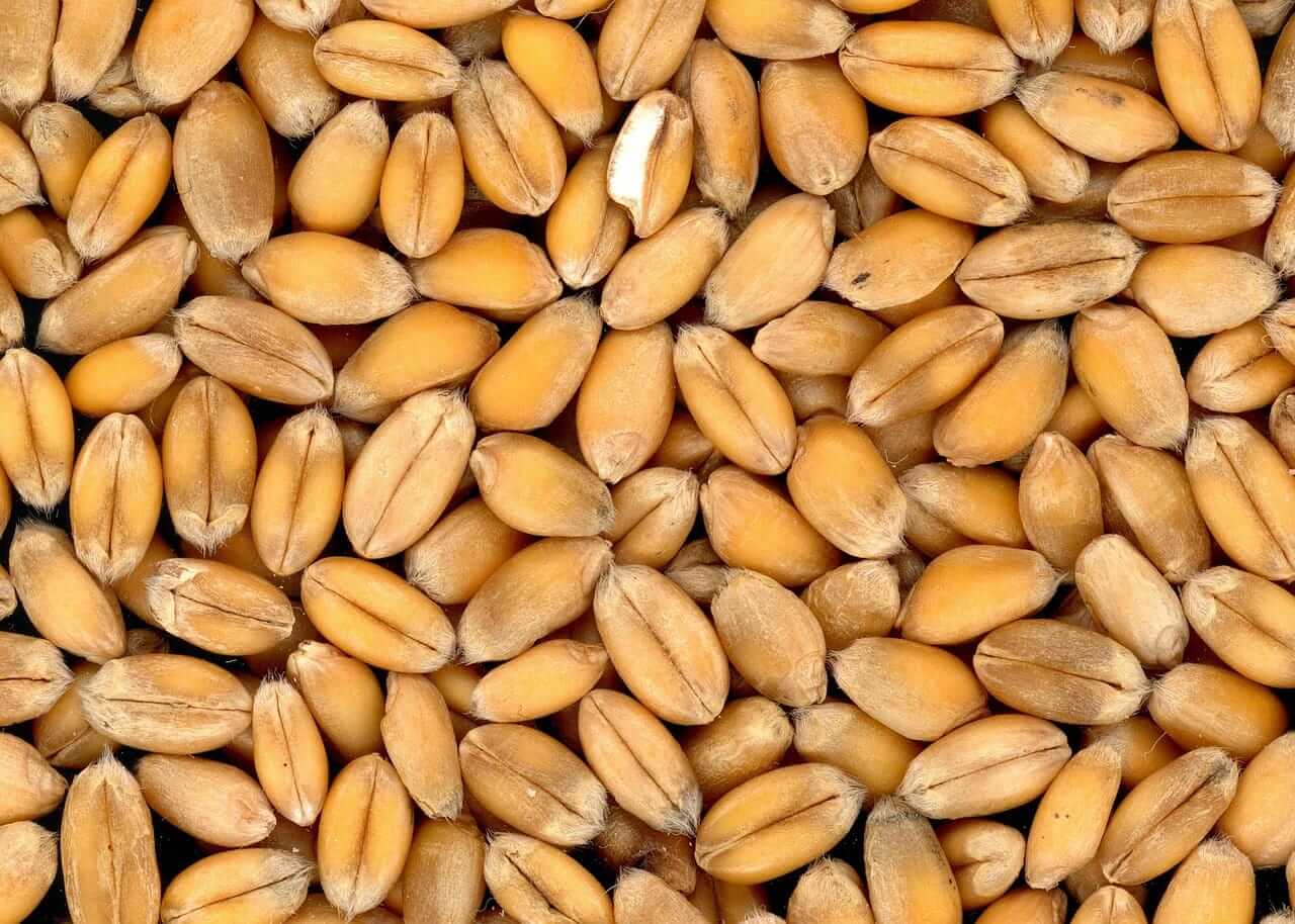 Wheat Back to Rallying on Tuesday